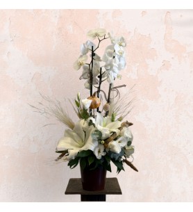 My White Orchid
